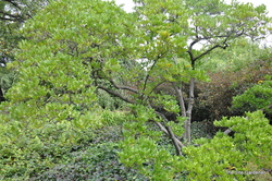 Magnolia virginiana 'Glauca' — photo 4